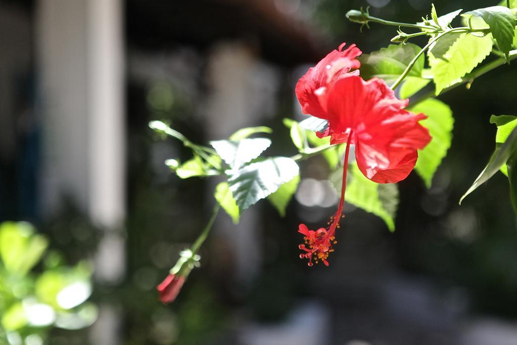 Casa das Flores Praia de Pipa Екстериор снимка