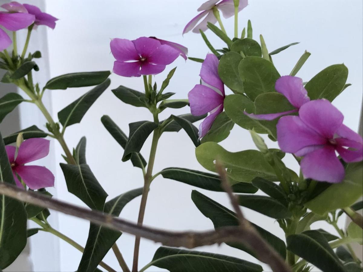 Casa das Flores Praia de Pipa Екстериор снимка